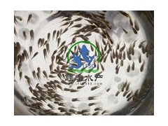 供應(yīng)優(yōu)質(zhì)的臺灣泥鰍苗、雜交吉富羅非魚苗等各類優(yōu)質(zhì)淡水魚苗。圖2