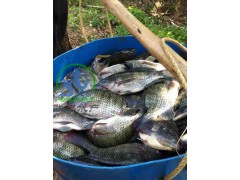 供應(yīng)優(yōu)質(zhì)的臺灣泥鰍苗、雜交吉富羅非魚苗等各類優(yōu)質(zhì)淡水魚苗。圖3