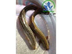 廣州聯(lián)豐水產(chǎn)供應(yīng)臺灣泥鰍苗，提供全程泥鰍養(yǎng)殖技術(shù)。圖1