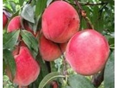 紅心桃圖1