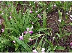 供應(yīng)三叉白芨種苗（種莖）圖1