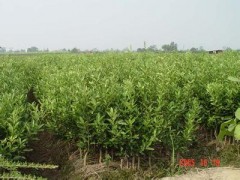 保山沃柑苗，檸檬苗，紅心蜜柚苗圖1