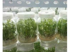 供應紫花三叉小白芨組培苗圖1