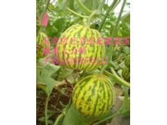 供應(yīng)莘縣花蕾1號(hào)甜瓜圖2