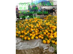 供應(yīng)莘縣花蕾1號(hào)甜瓜圖3