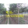 山東速生國槐小苗批發(fā)供應(yīng)價格