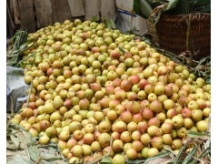 魯沙梨圖1