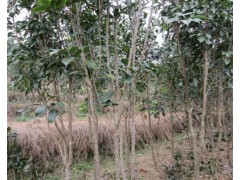 合作社連片萬(wàn)株桂花基地圖1