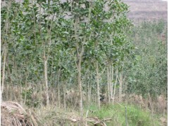 合作社連片萬(wàn)株桂花基地圖2