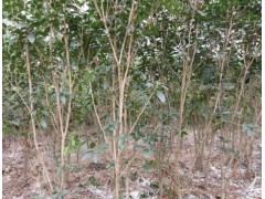 合作社連片萬(wàn)株桂花基地圖3