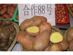 云南會(huì)澤土豆“合作88”圖1