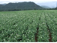 云南會澤馬鈴薯廠家批發(fā)圖1