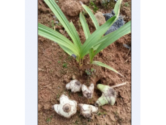云南白芨今日價格圖1