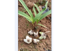 云南昭通白芨種苗到哪買圖1