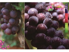 元優(yōu)果珍品葡萄圖1