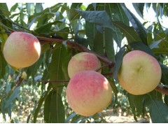 云南冬紅桃價(jià)格是多少？圖1