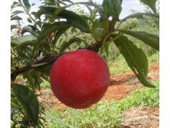 紅寶石批發(fā)圖1