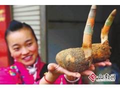 云南昭通彝良小草壩天麻自家山林采種圖1