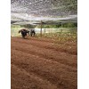 云南瑪咖干片哪里有_會(huì)澤縣重樓種植專(zhuān)業(yè)合作社