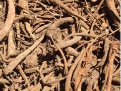 劍川縣佑民中藥材種苗基地獨(dú)定子圖2