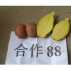 合作88馬鈴薯種苗/云南馬鈴薯供應(yīng)商家