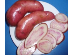 劍川紅云南馬鈴薯新代表劍川縣山母馬鈴薯農(nóng)民專業(yè)合作社圖1