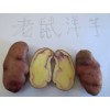 云南劍川老鼠洋芋批發(fā)供應(yīng)商家