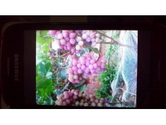 鮮食葡萄圖1