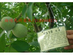 云南曲靖核桃苗圖1