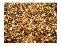 現(xiàn)有30噸魔芋種子，5噸白芨種子，1.2噸獨(dú)定子種子出售圖2
