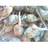 黃瑪咖自家種植瑪咖  15974638728