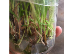云南紅河三叉百芨苗圖1