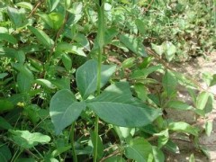 半夏云南批發(fā)供應商家圖2