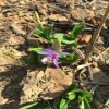 云南文山硯山白芨價(jià)格,藥材扶持白芨種植,