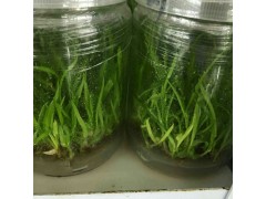 新白芨一代和二代白芨苗超低價(jià)出售圖1