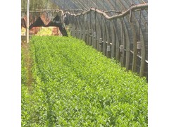 云南昆明宜良毛娟綠化苗木價格,毛娟綠化苗木市場批發(fā)商家圖1