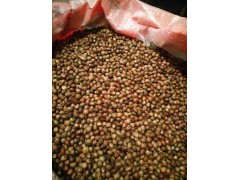 紅豆杉、雪松種子的如何區(qū)別-云南昆明紅豆杉、雪松哪里有賣圖3