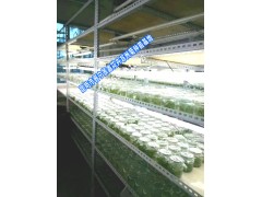 云南昆明非洲菊批發(fā)價(jià)格非洲菊種苗基地⊙|⊙|求購非洲菊種苗圖2