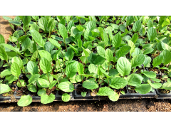 非洲菊花卉種苗,昆明花卉種苗市場批發(fā)價格圖2