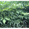 臨滄臨翔區(qū)火鐮菜綠化苗木供應商家,火鐮菜批發(fā)價格