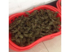 養(yǎng)生中藥材圖1