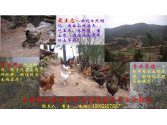 生態(tài)放養(yǎng)土雞養(yǎng)殖圖1