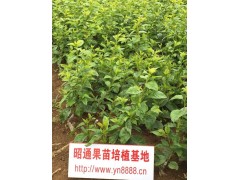 云南車厘子樹苗，美國大櫻桃苗，車厘子苗，櫻桃苗供應圖2