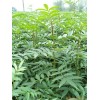 批發(fā)云南昭通青花椒苗，大紅袍花椒苗價(jià)格