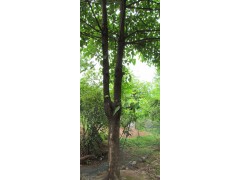 求購珙桐苗信息-珙桐花圖片-珙桐袋苗供應(yīng)圖2