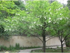 鴿子樹（珙桐、水梨子）批發(fā)商圖2
