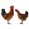 武定土雞苗、綠殼蛋雞、白鳳烏雞、鳳翔麻雞、烏雞、桂香雞