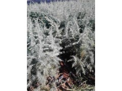 經(jīng)營雪松，紅豆杉，香樟/陸良縣苗圃圖2