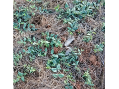 優(yōu)質(zhì)建水紅河金鐵鎖-建水金鐵鎖藥材種植基地圖1