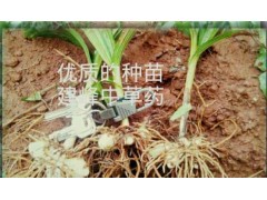 云南紫花白芨/常年供應(yīng)白芨組培苗、馴化苗、白芨種莖供貨商圖2